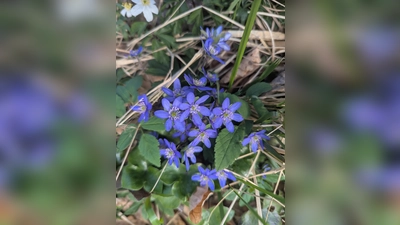 Gemeinsam genau hinschauen und sich über die Natur freuen.  (Bild: Verena Bauer)