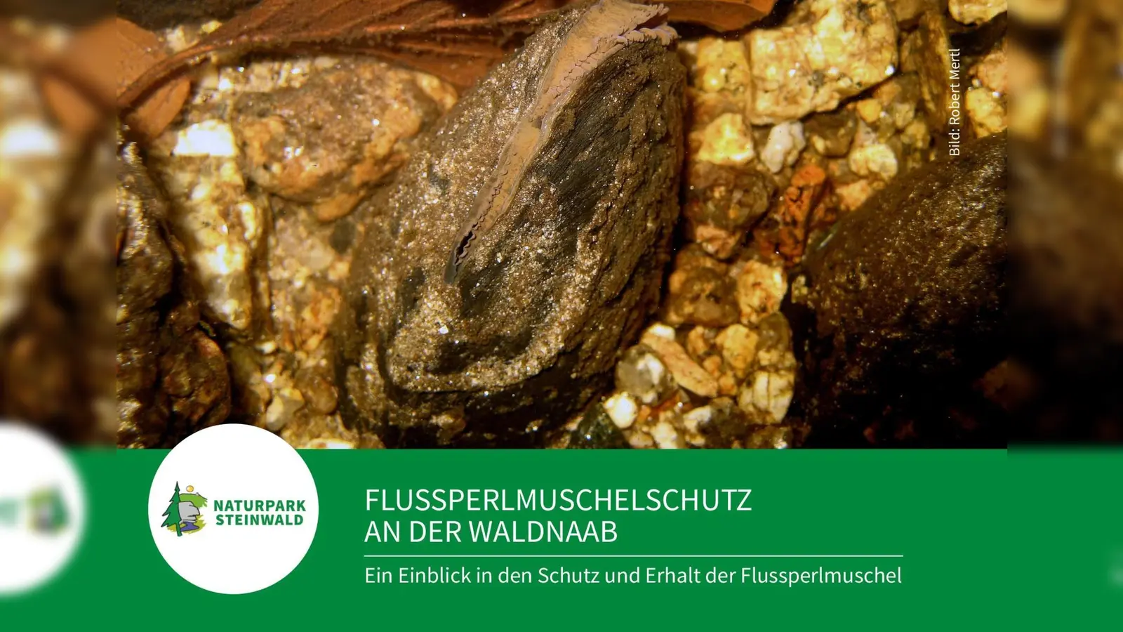 Die Infostelle Flussperlmuschel öffnet am 1. Mai wieder ihre Türen. (Bild: Elisabeth Frank)