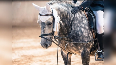 Das Schulpony Jack beim Schleifensammeln.  (Bild: Michaela Stangl)
