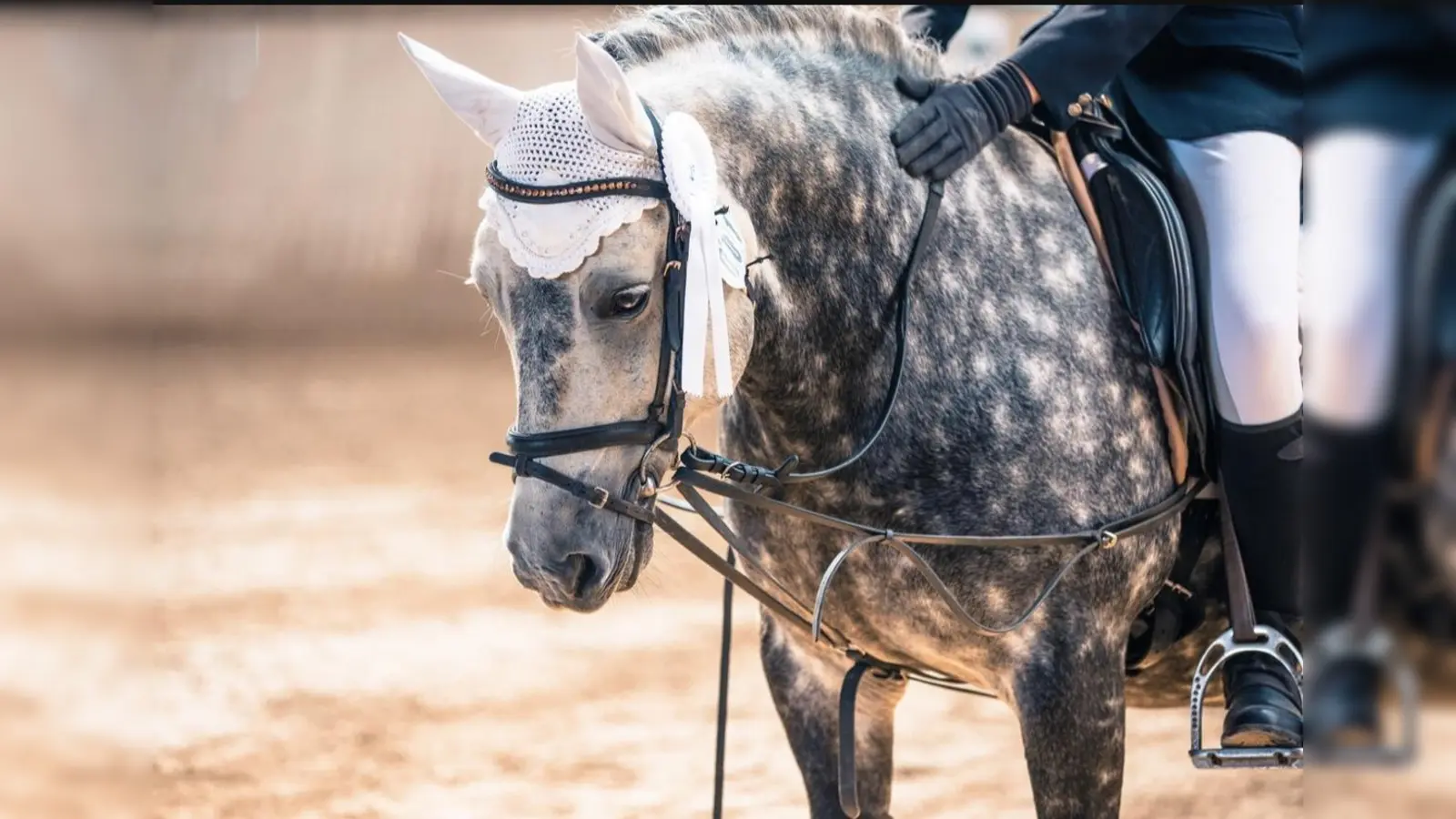 Das Schulpony Jack beim Schleifensammeln.  (Bild: Michaela Stangl)