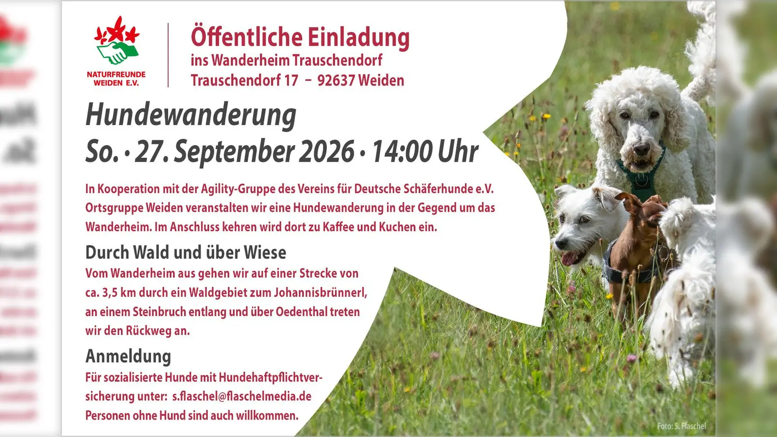 Auch Liebhaber von Vierbeinern ohne eigenen Hund sind willkommen. (Bild: Sebastian Flaschel)